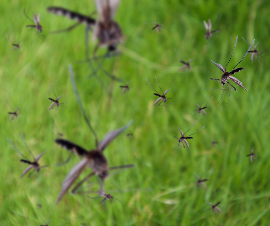 mosquito swarm