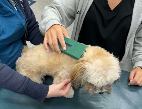 How Lost Pets are Found
