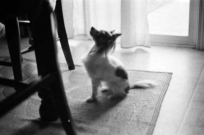prevent pet poisoning