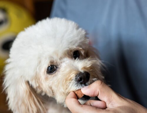 The Battle on Heartworms: Is Your Prevention Actually Protecting Your Pet?