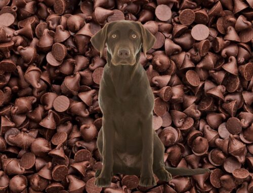 How Much Chocolate is Too Much for Dogs?