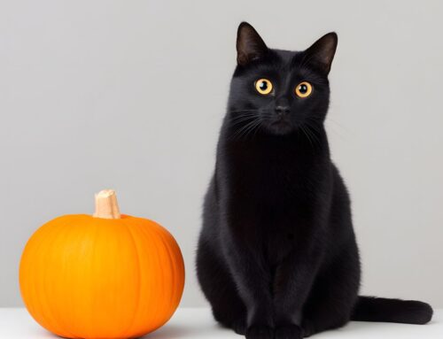 Praise/Pause for Putting Pumpkin Your Pet’s Plate