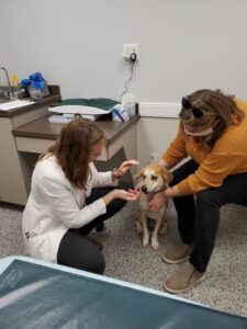wellness care for your pet