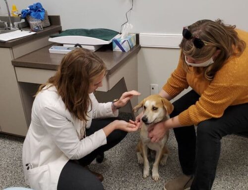 Why Wellness Care Matters for Pets