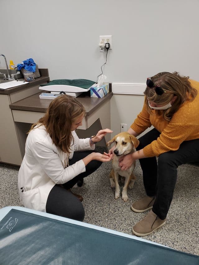 wellness care for your pet