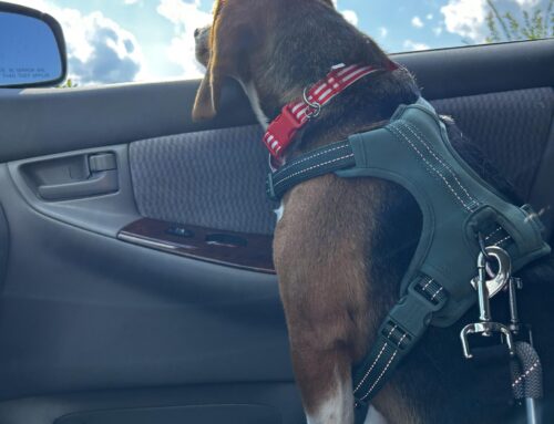 Joy to the Ride: Managing Motion Sickness in Dogs This Holiday Season