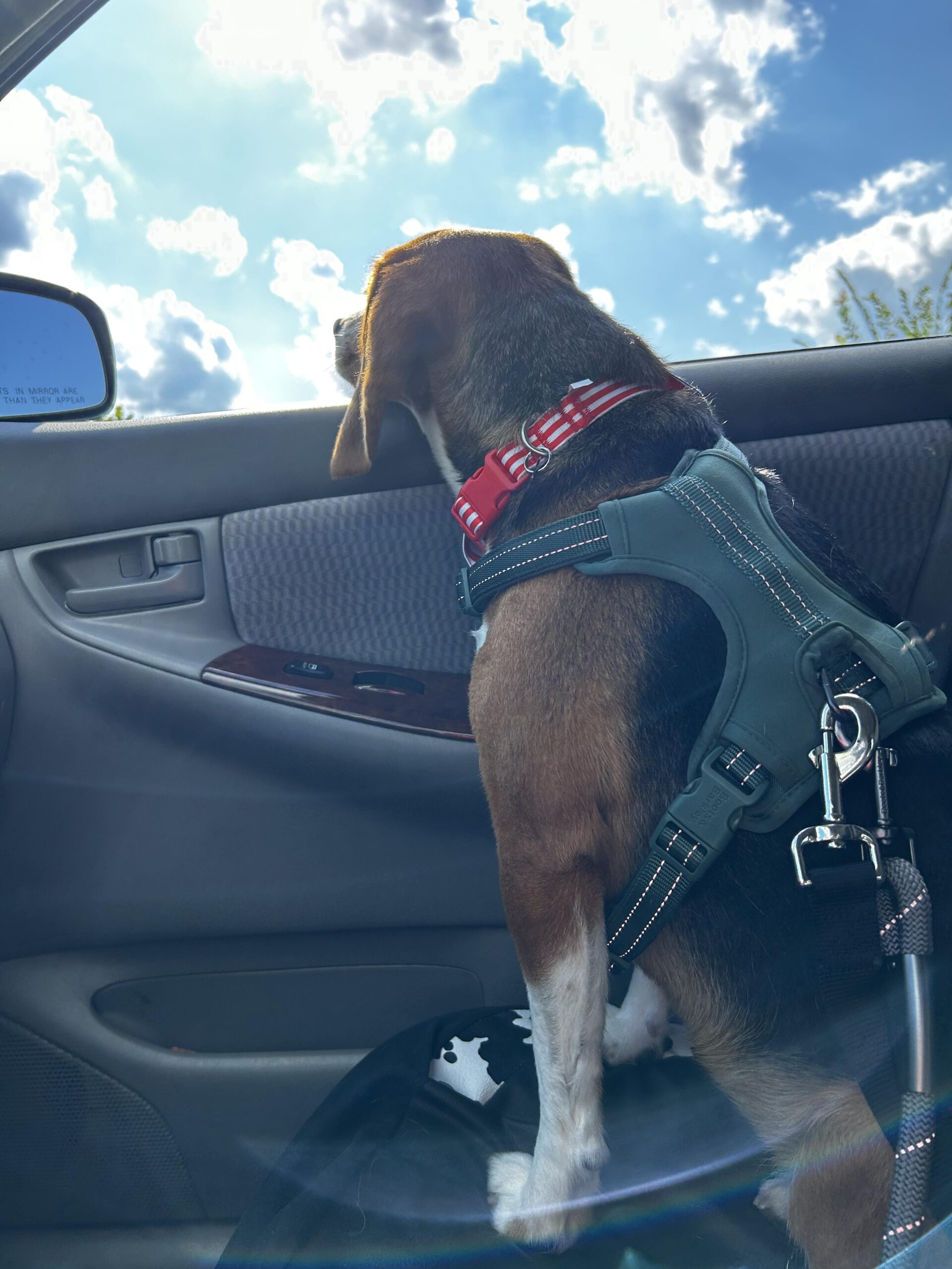 Dog looking out car window