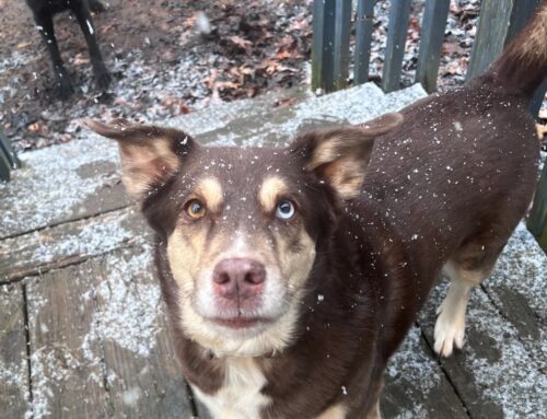 Winter Storm Pet Safety
