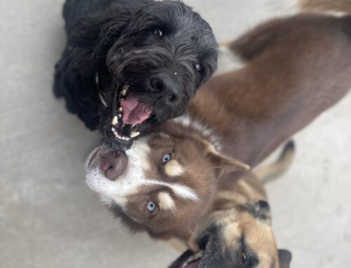 How Music Helps Dogs Be Fear Free