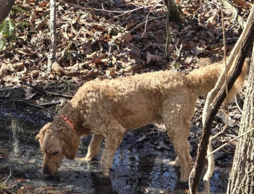 Lyme and Leptospirosis Are Now Core Vaccines at TNC. Here’s Why!
