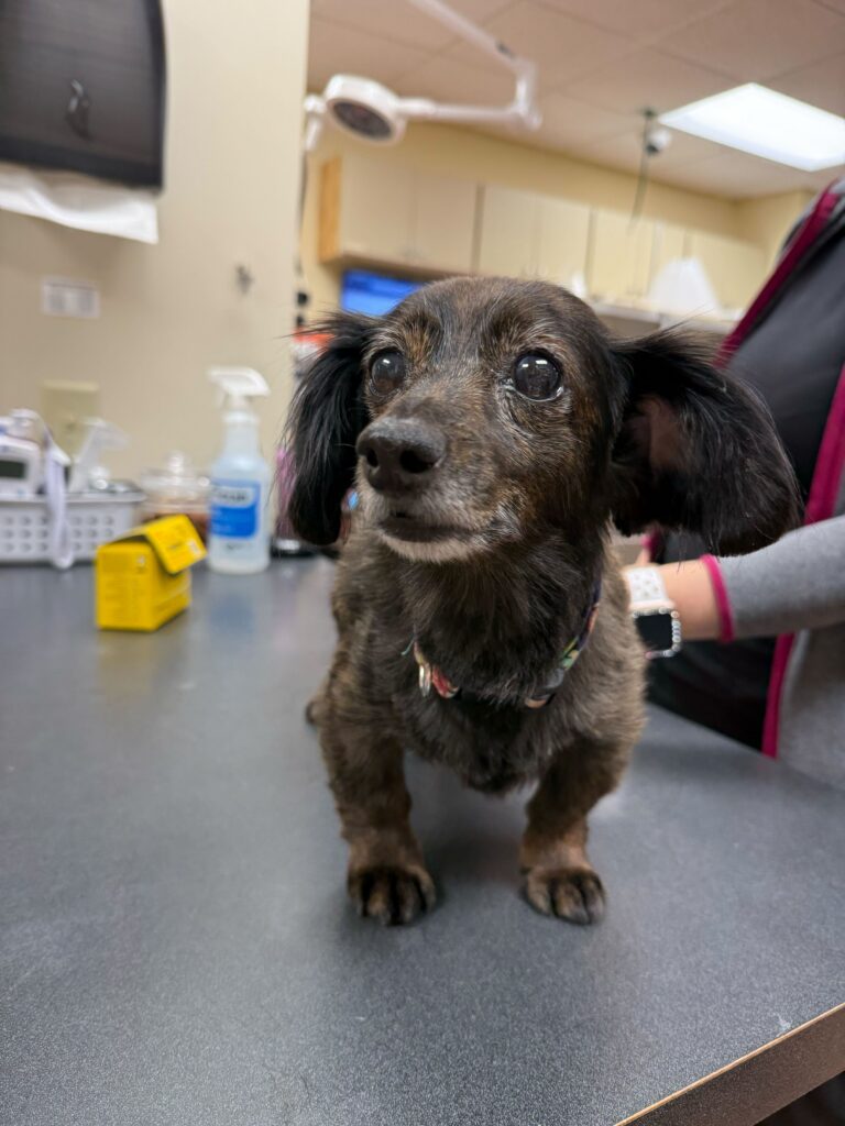 blood ketometer patient helped detect early DKA