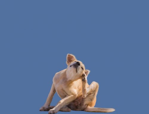 Scratching Off Spring Allergies