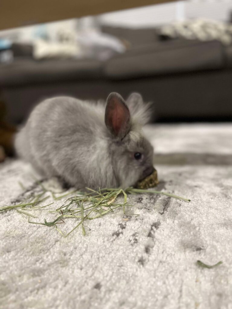 bunny rabbits