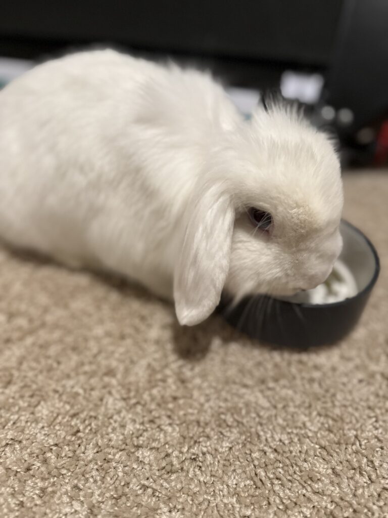 rabbits vet (1)