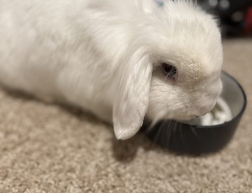 Rabbit Health Alert