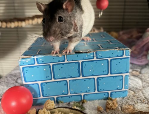 A Remarkable Recovery: Betty Blue’s Story and Dr. Hicks’ Extraordinary Care