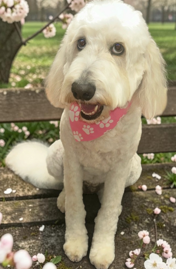 grooming after