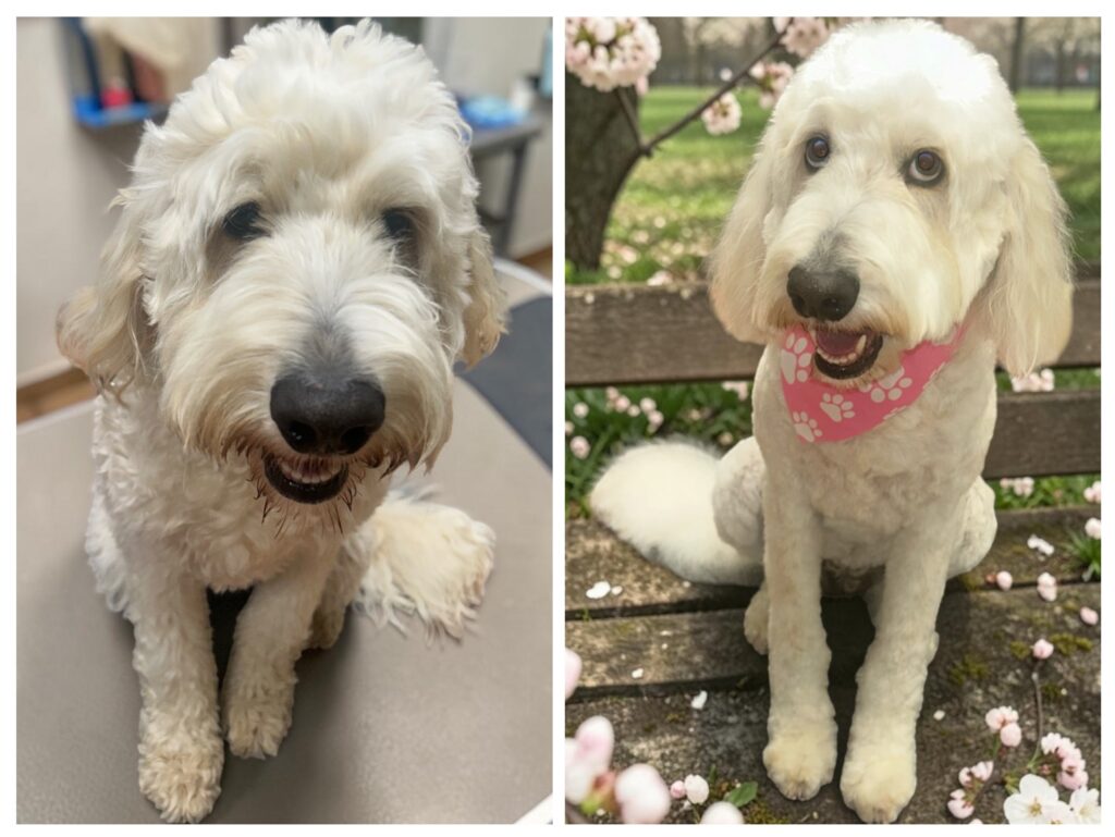 grooming before and after