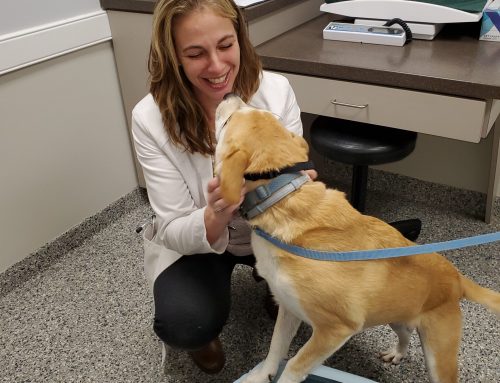 New World Screwworm: What Pet Owners Should Know