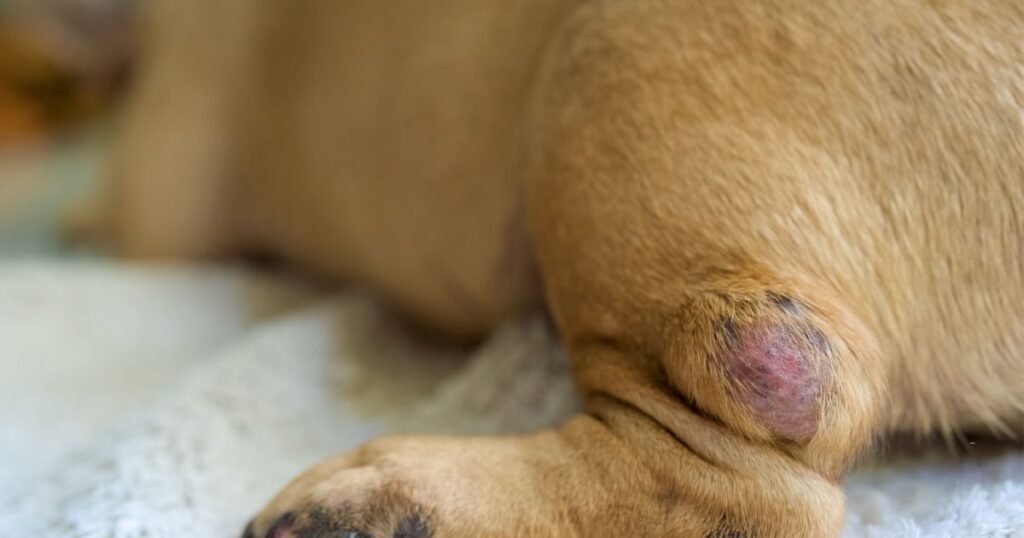 dog with lump